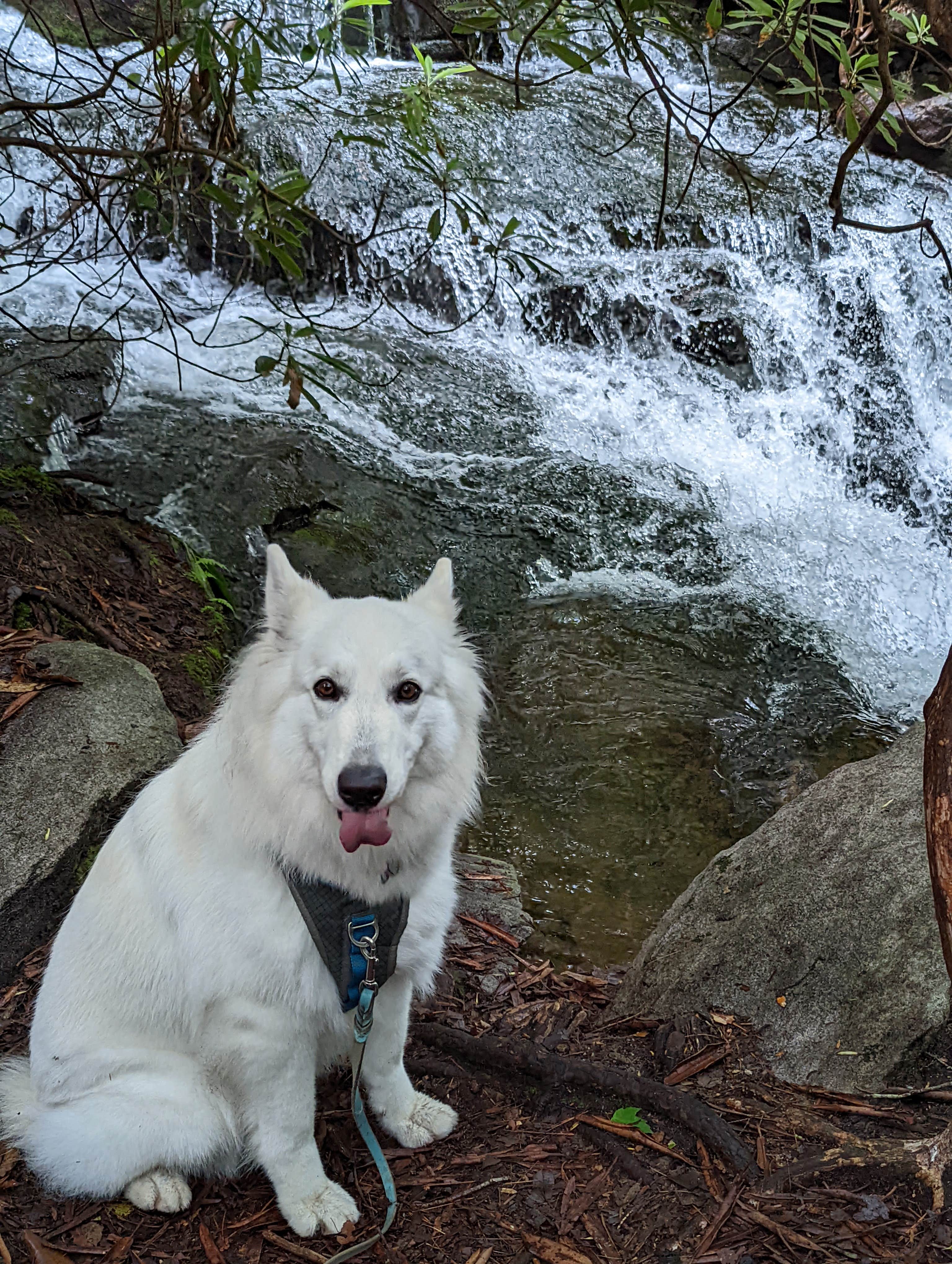 Michael's photo of camping with pets at Hickory Run State Park Campground near Thornhurst, PA