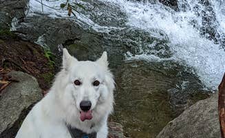 Michael's photo of camping with pets at Hickory Run State Park Campground near Freeland, PA
