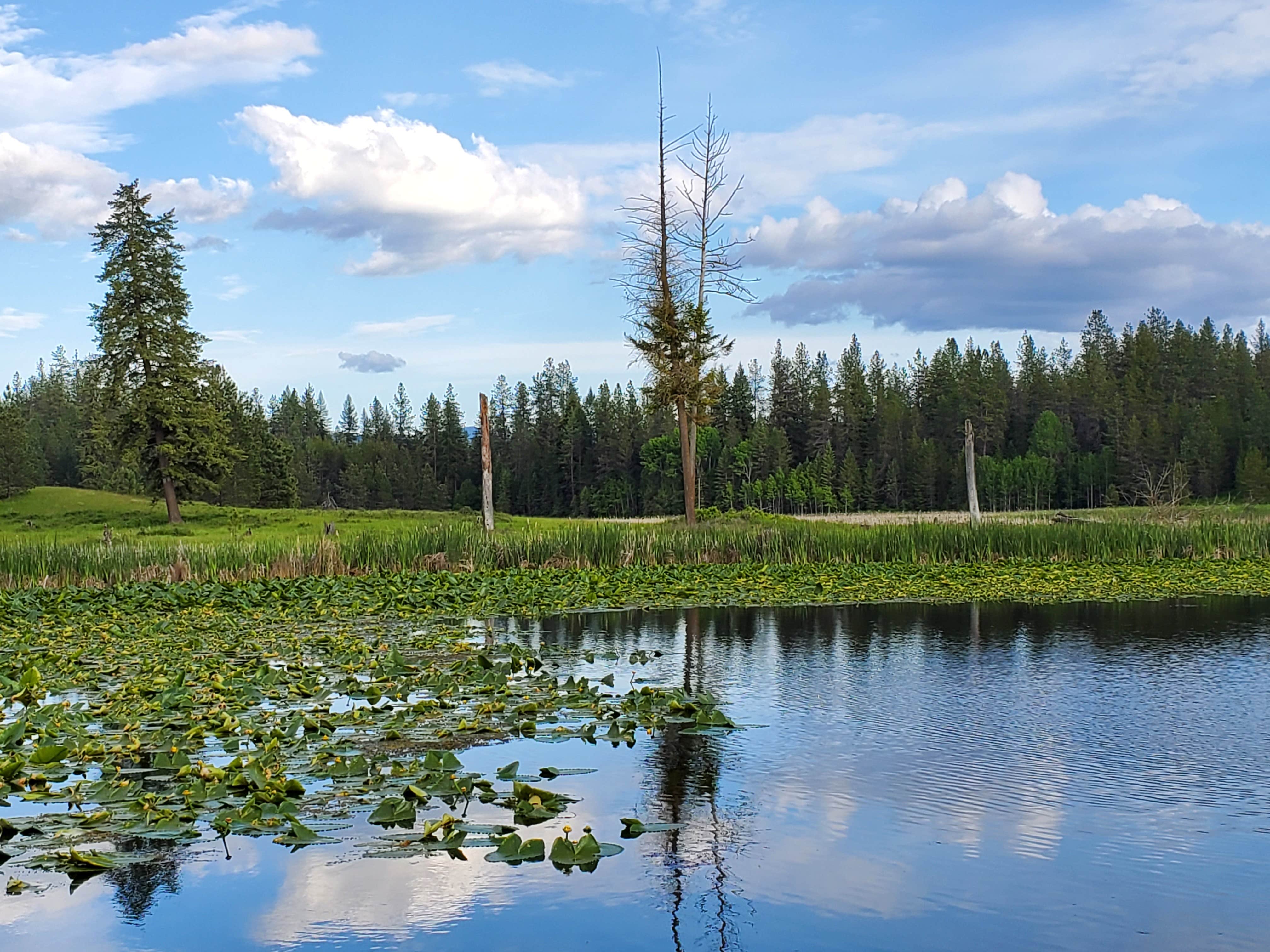 Camper-submitted photo at Starvation Lake Campground near Colville, WA