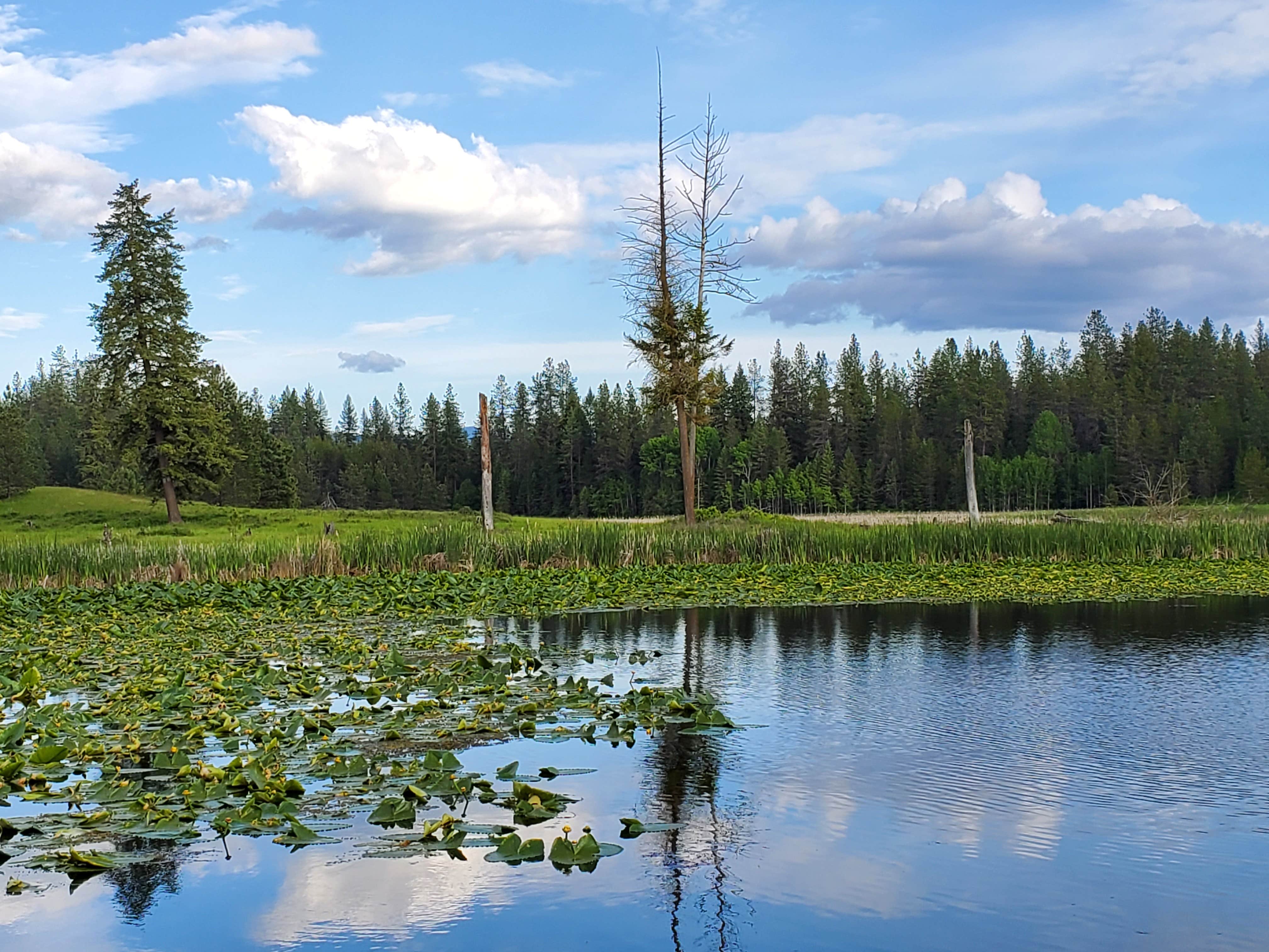 Camper submitted image from Starvation Lake Campground - 5