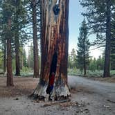 Review photo of Inyo National Forest Dispersed Camping by Amanda R., June 16, 2022
