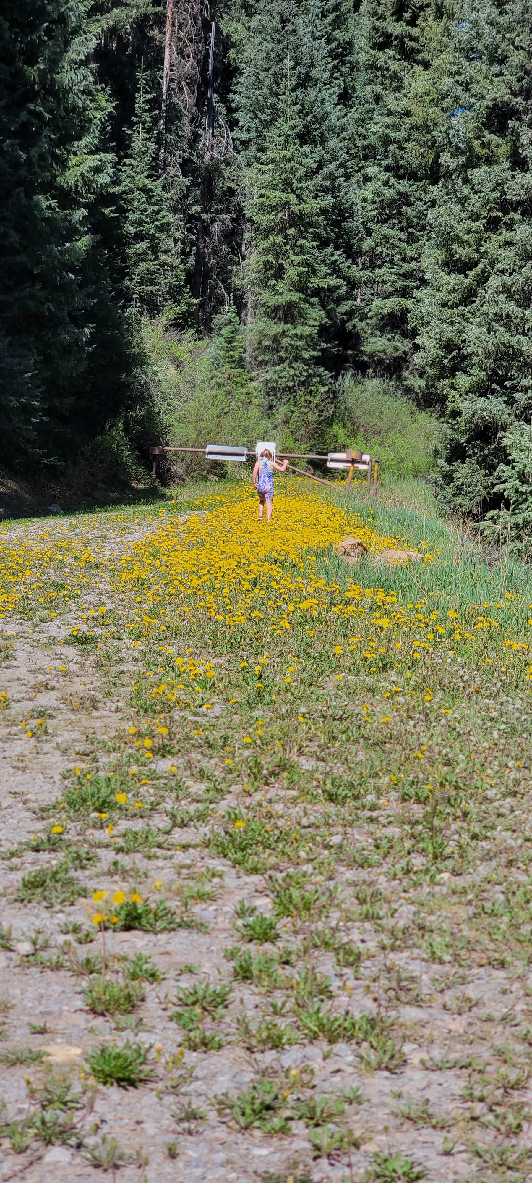 Camper-submitted photo at Hermosa Park Road 578 - Dispersed near Cascade, CO
