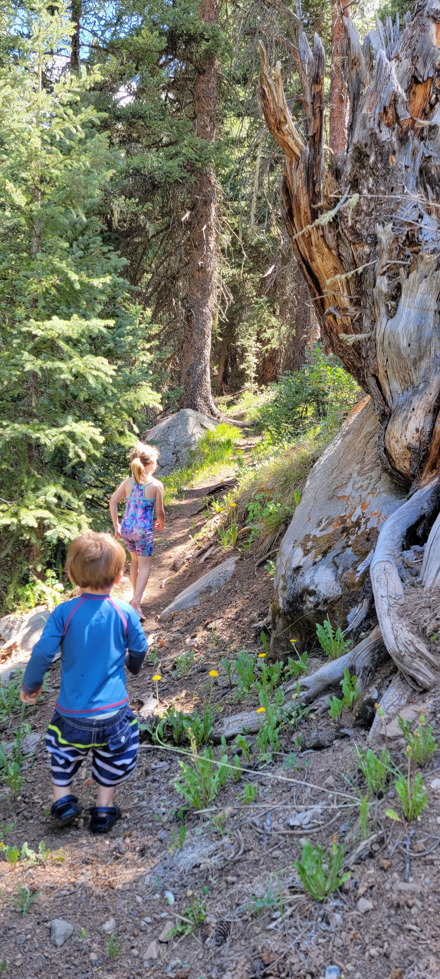 Camper-submitted photo at Hermosa Park Road 578 - Dispersed near Cascade, CO