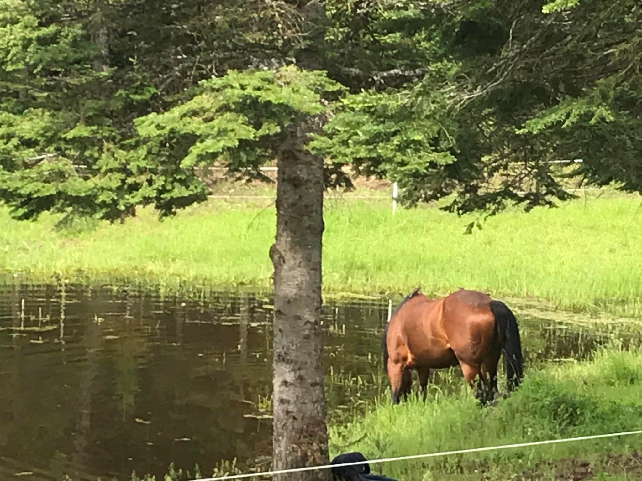 Nicole's photo of camping with a horse at Parkside Mountain Ranch near Athol, ID