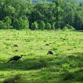 Review photo of Cades Cove Group Campground — Great Smoky Mountains National Park by Bryan W., June 16, 2022