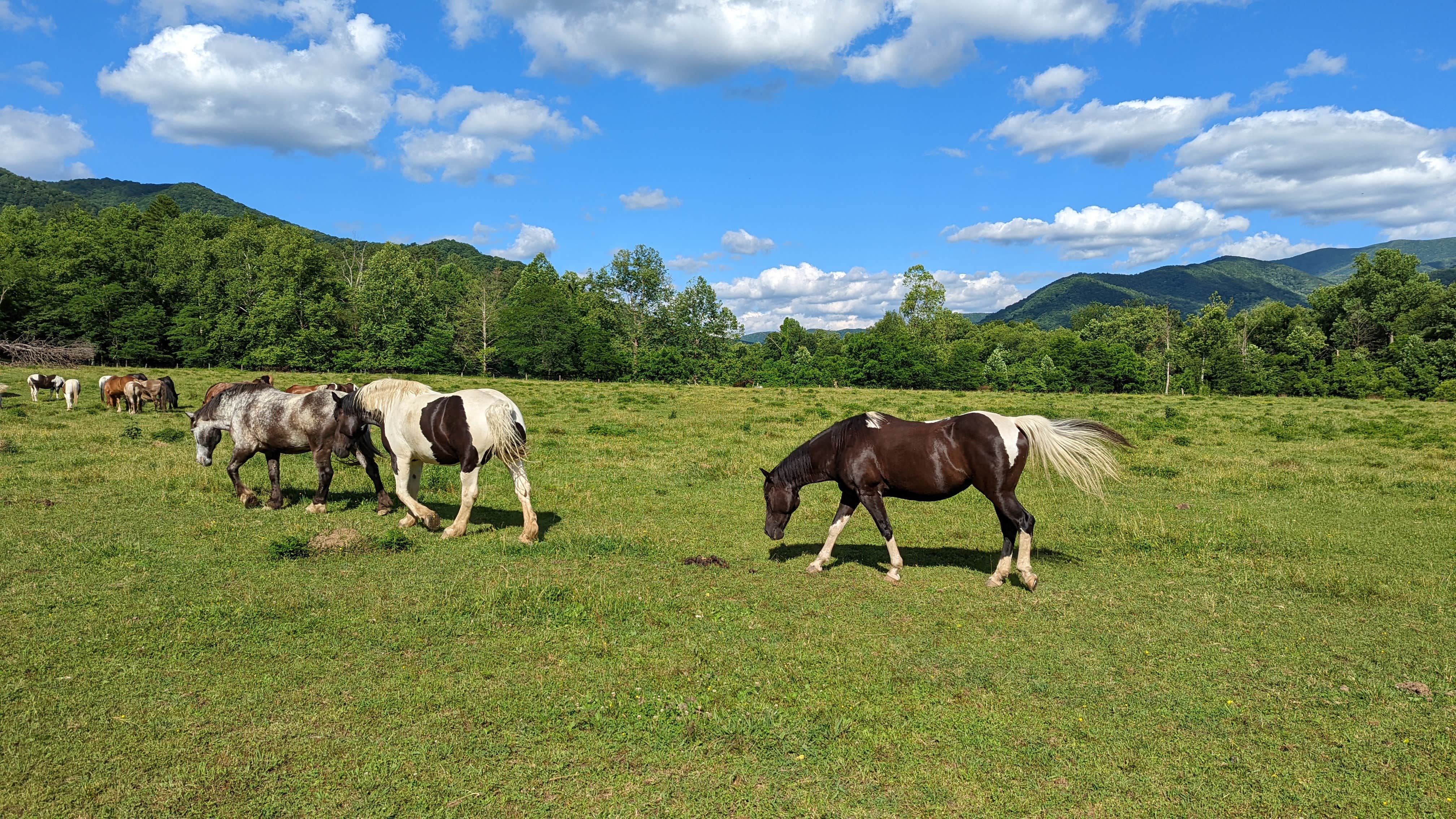 Bryan W.'s photo of camping with a horse at Cades Cove Group Campground — Great Smoky Mountains National Park in Tennessee