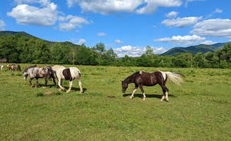 Bryan W.'s photo of camping with a horse at Cades Cove Group Campground — Great Smoky Mountains National Park near Marble, NC