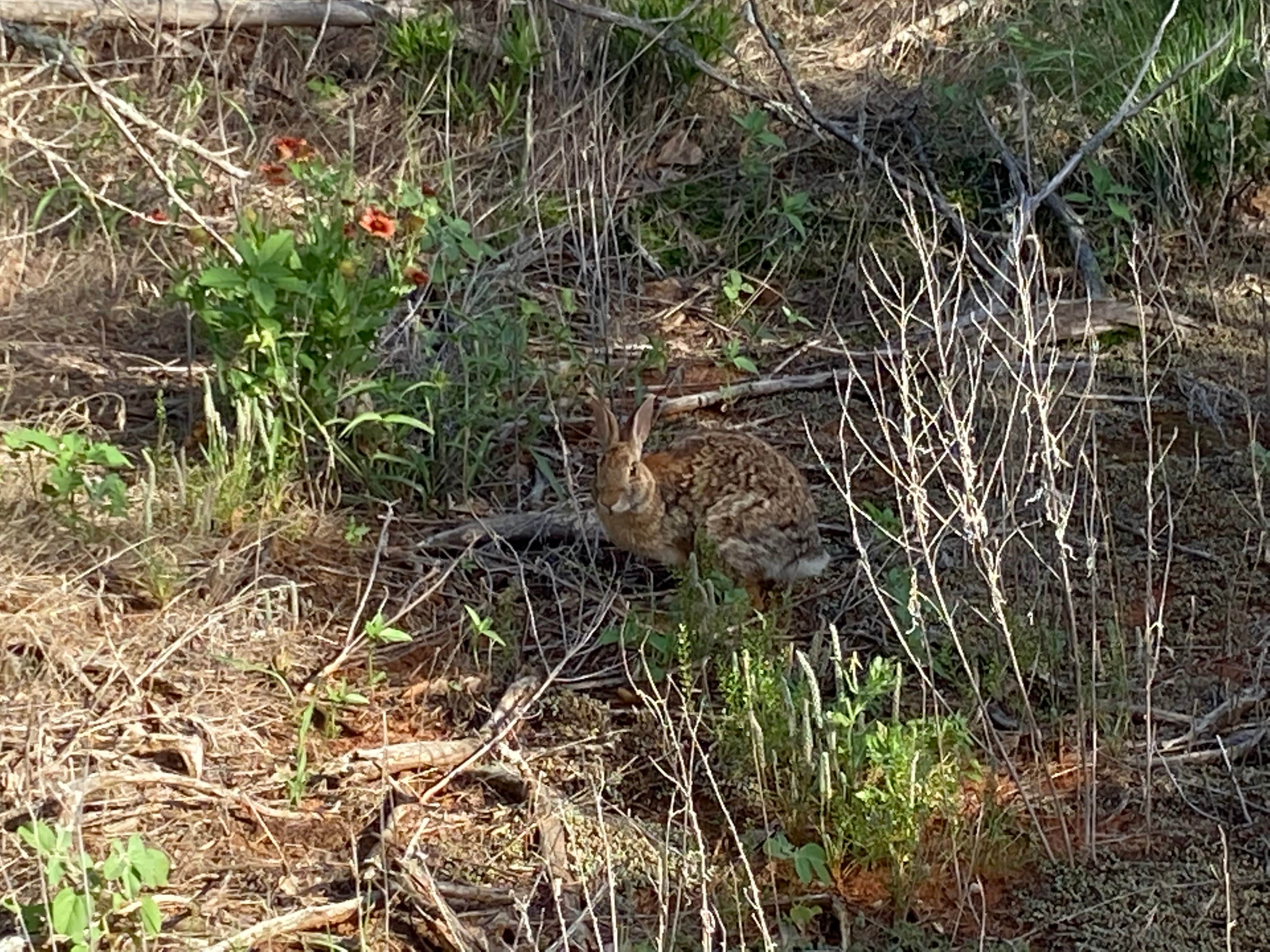 Amy & Stu B.'s photo of camping with pets at Red Rock Canyon Adventure Park near Canton Lake