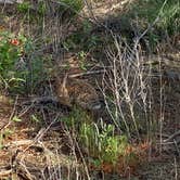 Review photo of Red Rock Canyon Adventure Park by Amy & Stu B., June 17, 2022