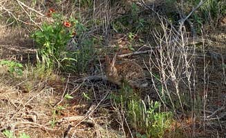 Amy & Stu B.'s photo of camping with pets at Red Rock Canyon Adventure Park near Yukon, OK