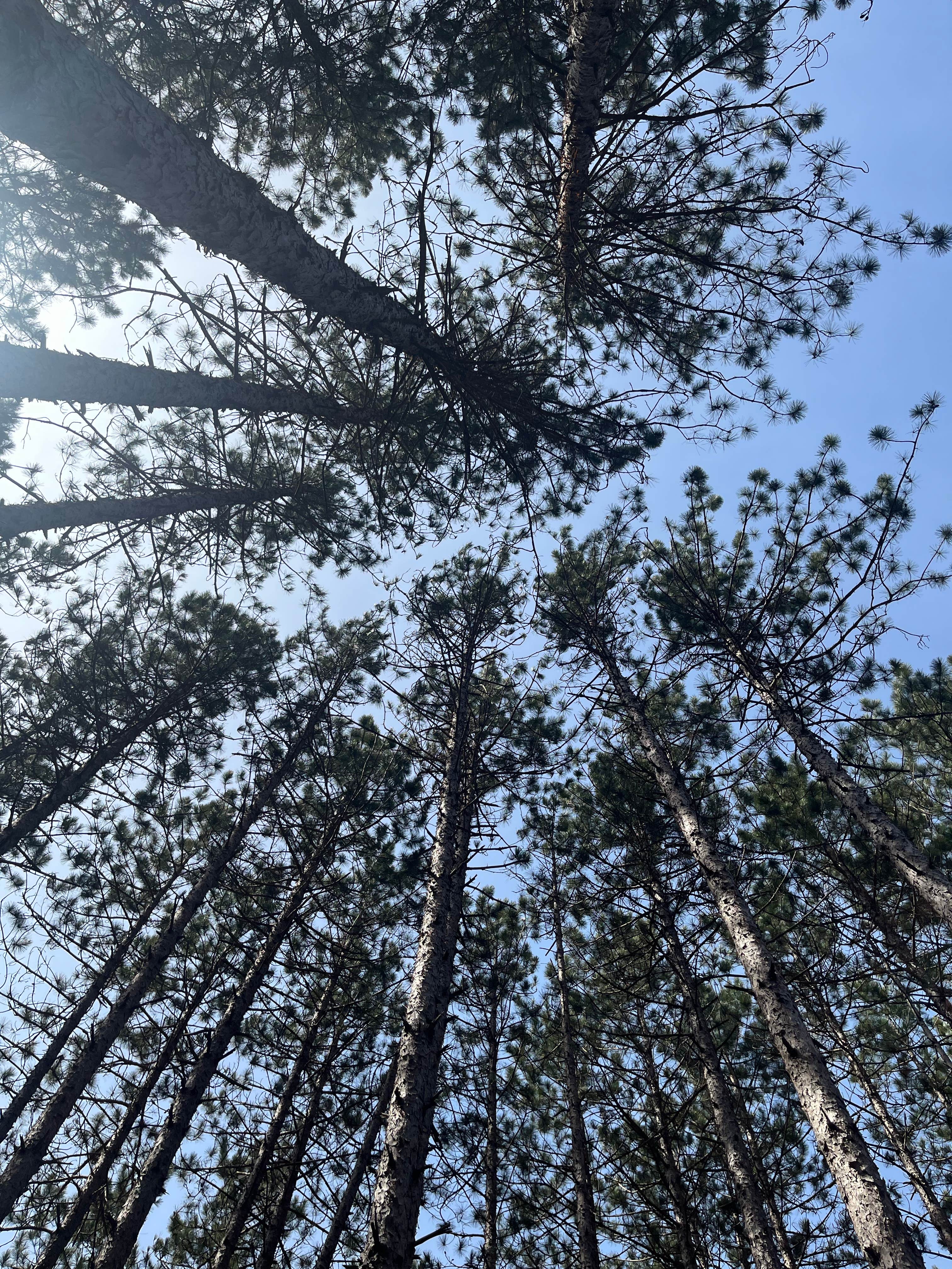 Camper-submitted photo at Carrieville State Forest Campground near Luther, MI