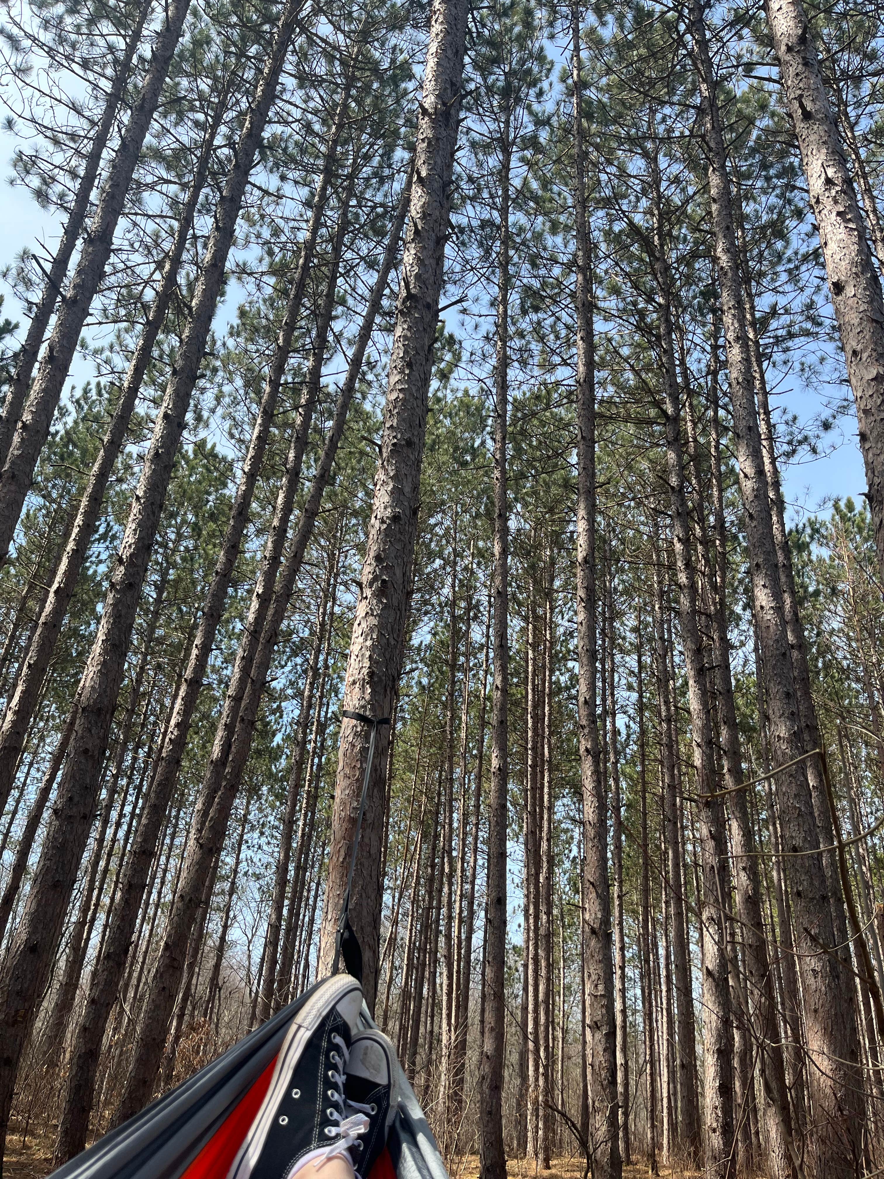 Camper-submitted photo at Carrieville State Forest Campground near Luther, MI