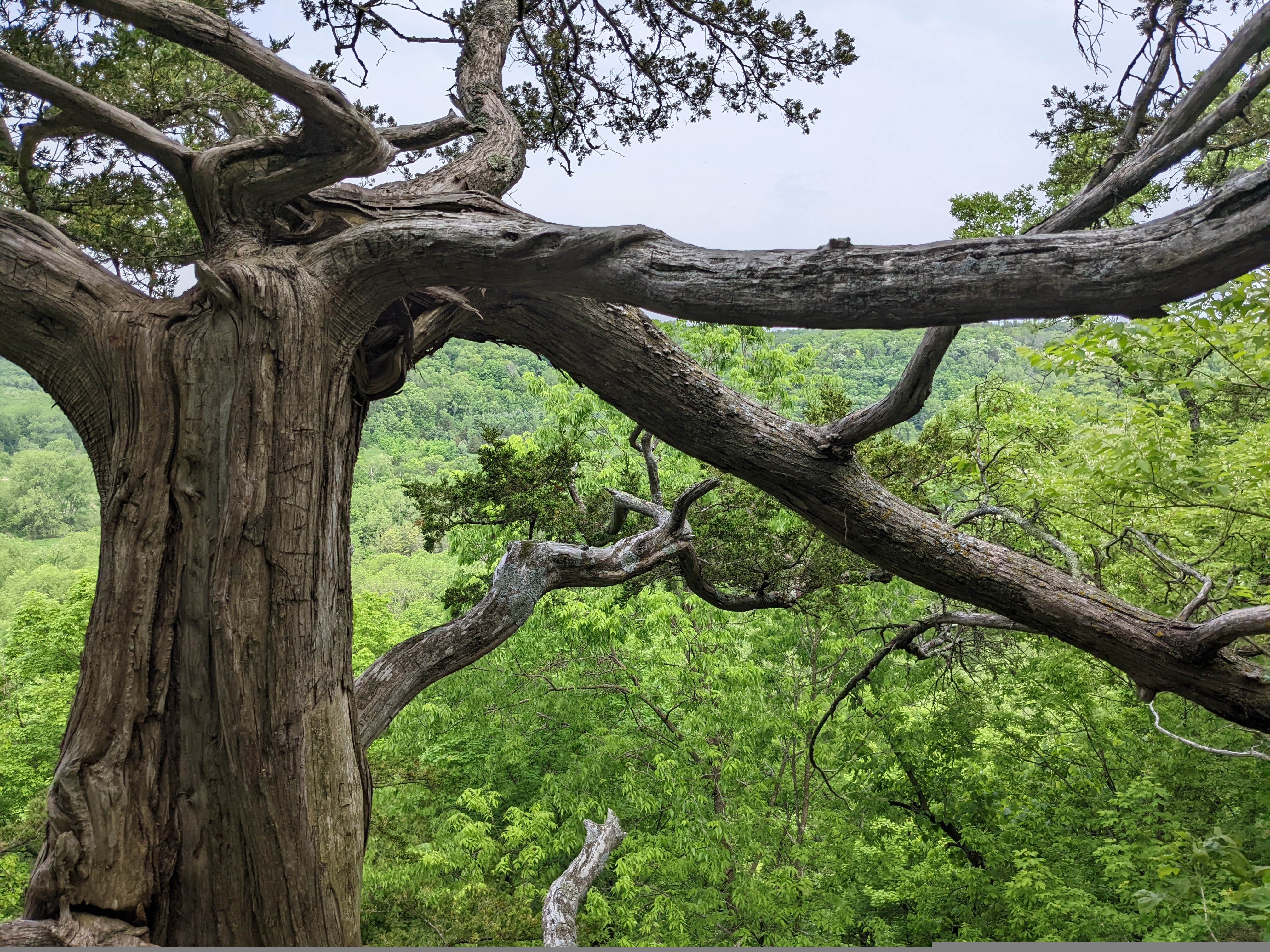 Camper-submitted photo at Big Paint Campground — Yellow River State Forest near Lansing, IA