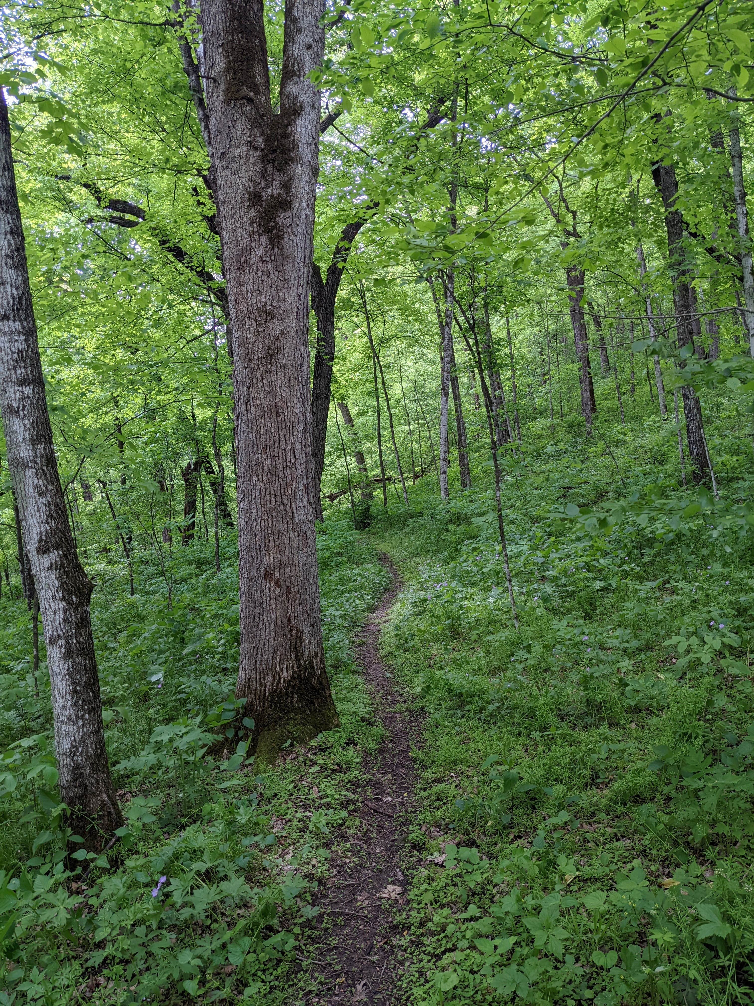 Camper submitted image from Big Paint Campground — Yellow River State Forest - 5