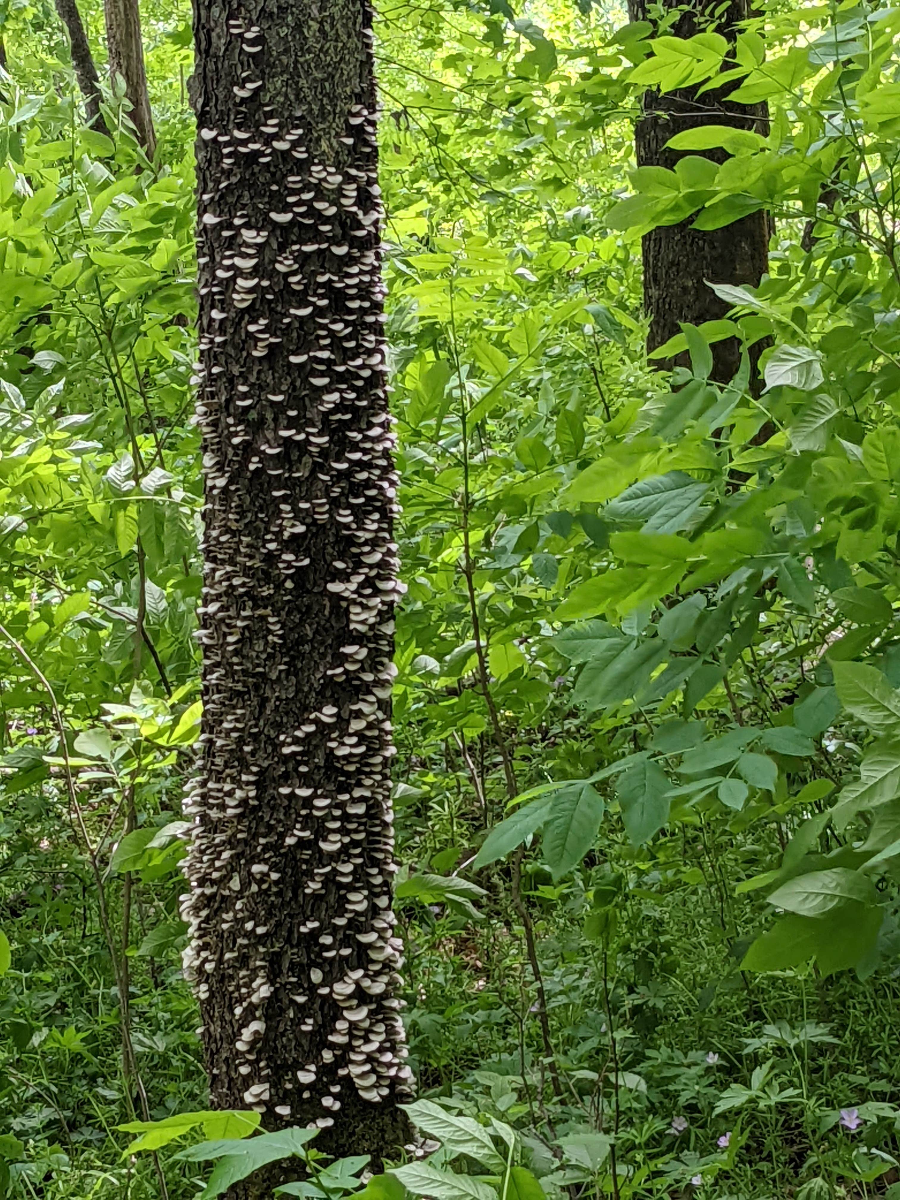 Camper-submitted photo at Big Paint Campground — Yellow River State Forest near Lansing, IA