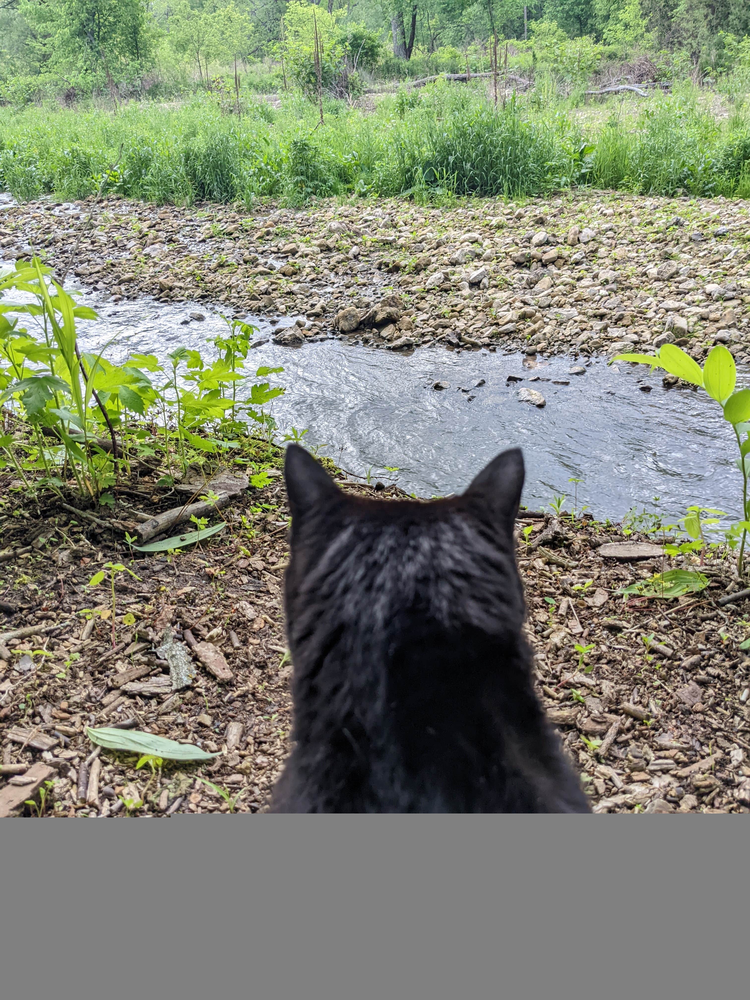 Daphne D.'s photo of camping with pets at Big Paint Campground — Yellow River State Forest near Lansing, IA