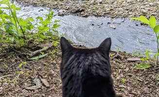 Daphne D.'s photo of camping with pets at Big Paint Campground — Yellow River State Forest near Prairie du Chien, WI