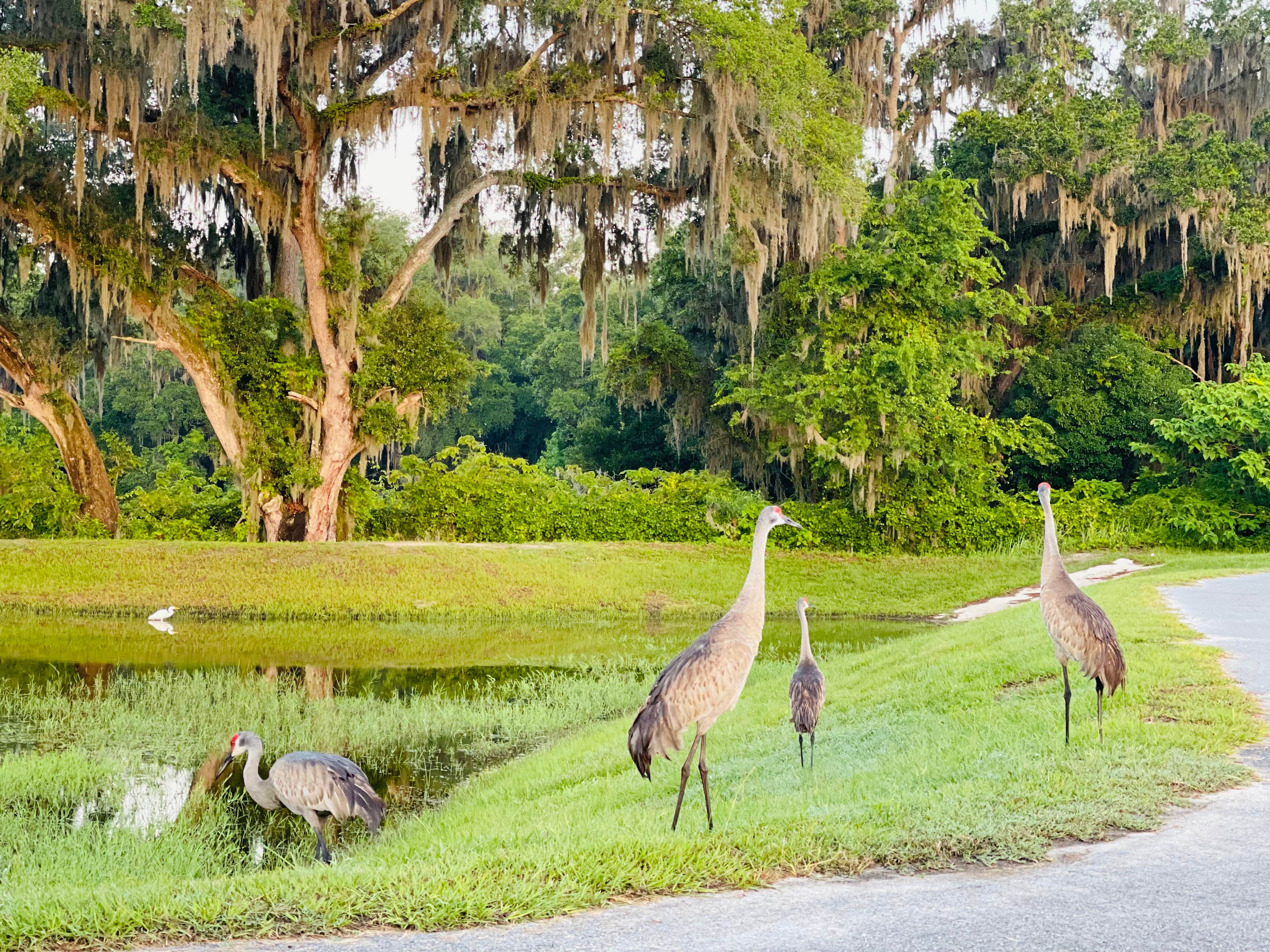Camper-submitted photo at Wildwood RV Village Campground near Wildwood, FL