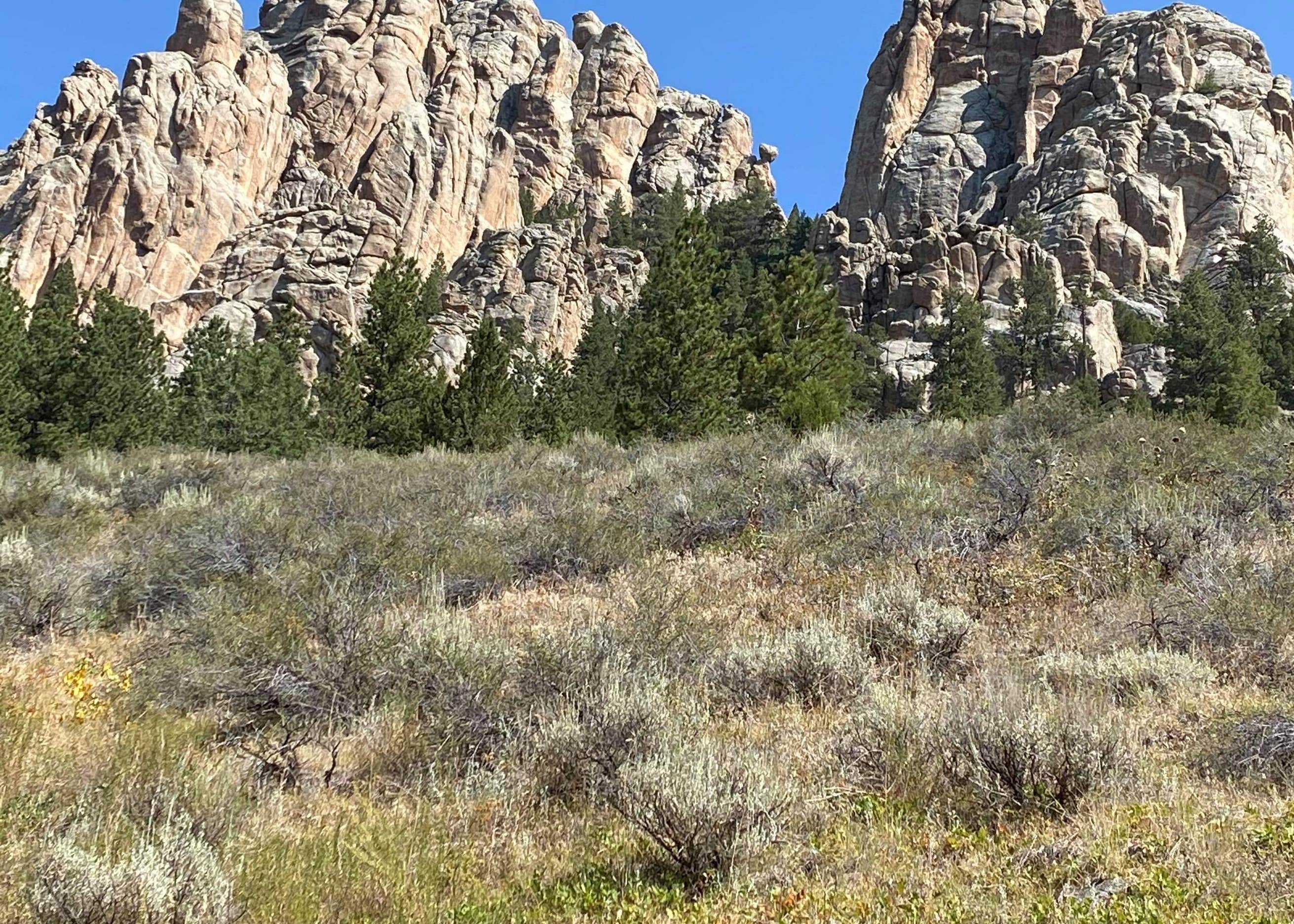 Curtis Gulch Camping The Dyrt