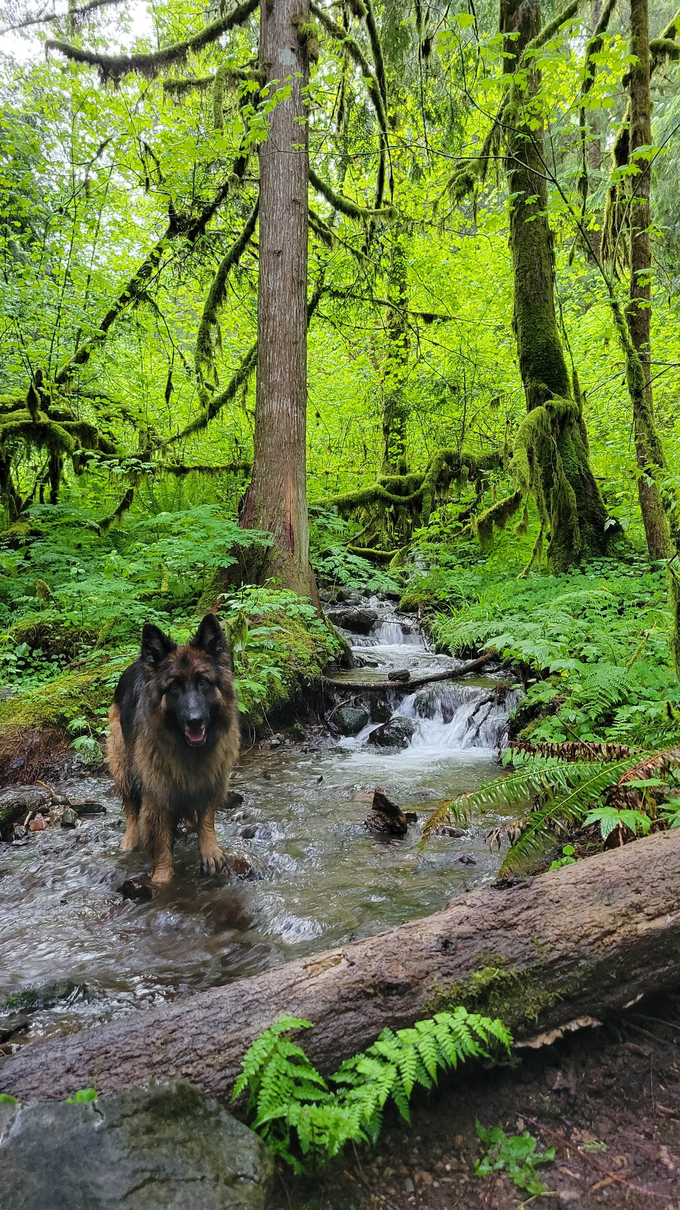 Rhett B.'s photo of camping with pets at Roamer Sites - Oregon near Sandy, OR