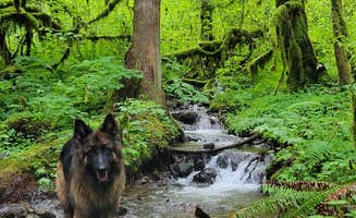 Rhett B.'s photo of camping with pets at Roamer Sites - Oregon near Happy Valley, OR