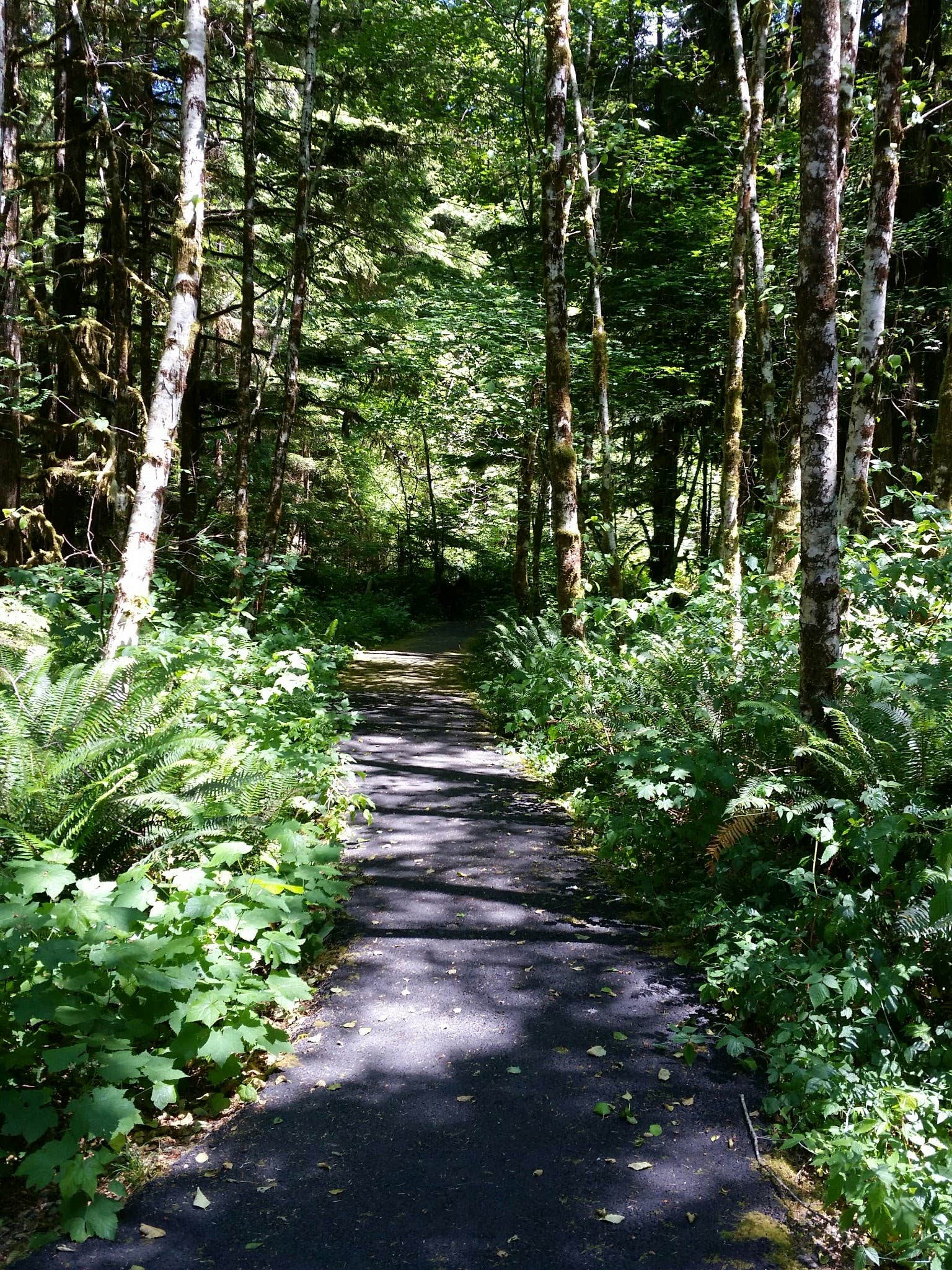 Camper submitted image from Wynoochee Falls Campground - 3