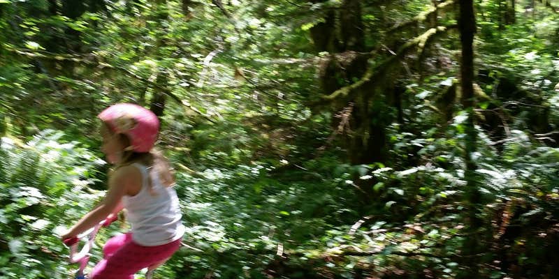 Camper submitted image from Wynoochee Falls Campground