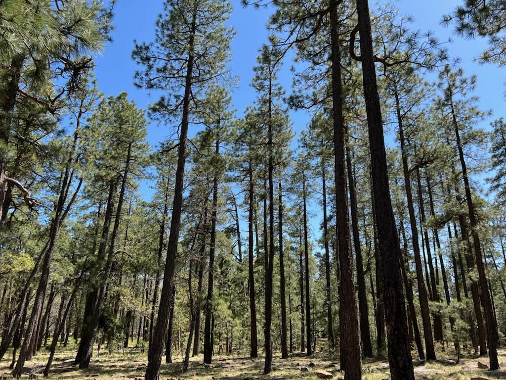 Camper-submitted photo at Aspen Campground near Cibecue, AZ