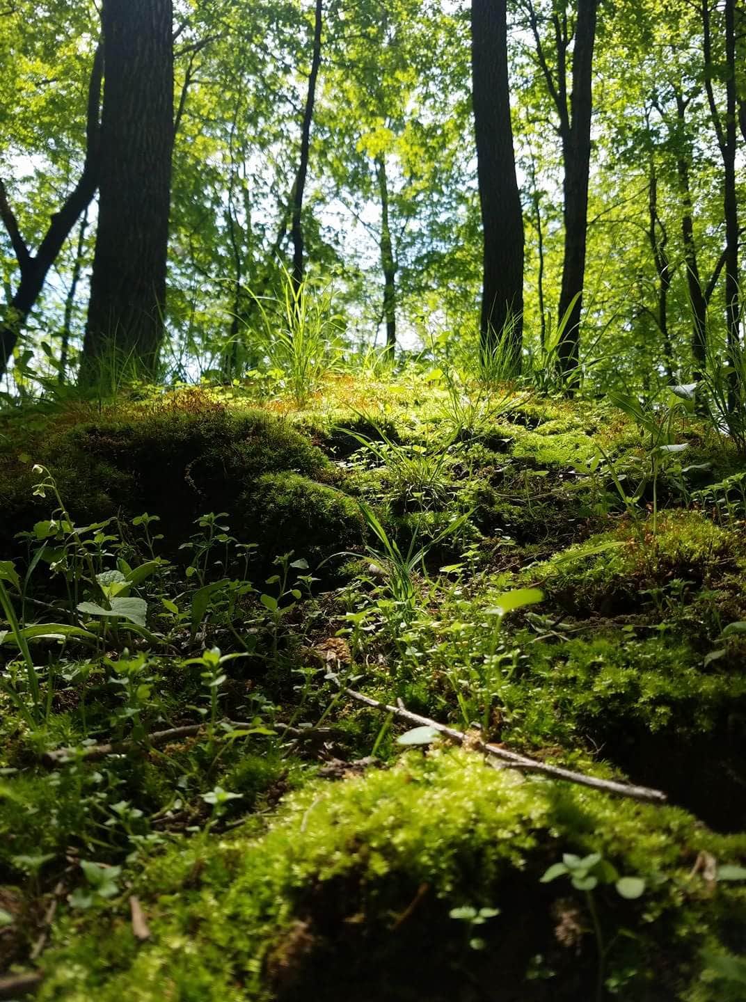 Camper submitted image from Pinewoods Campground — Kettle Moraine State Forest-Southern Unit - 2