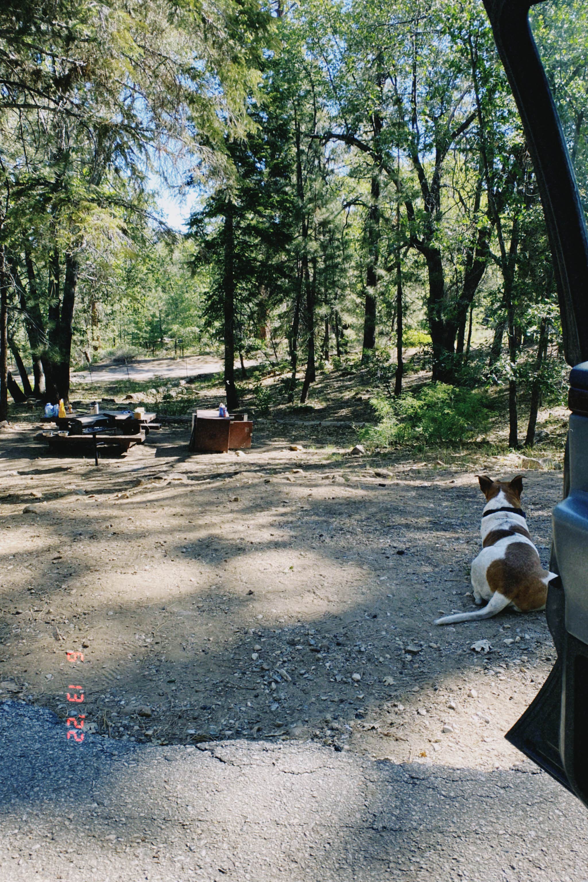 Angel O.'s photo of camping with pets at Pine Knot Campground near Big Bear Lake, CA