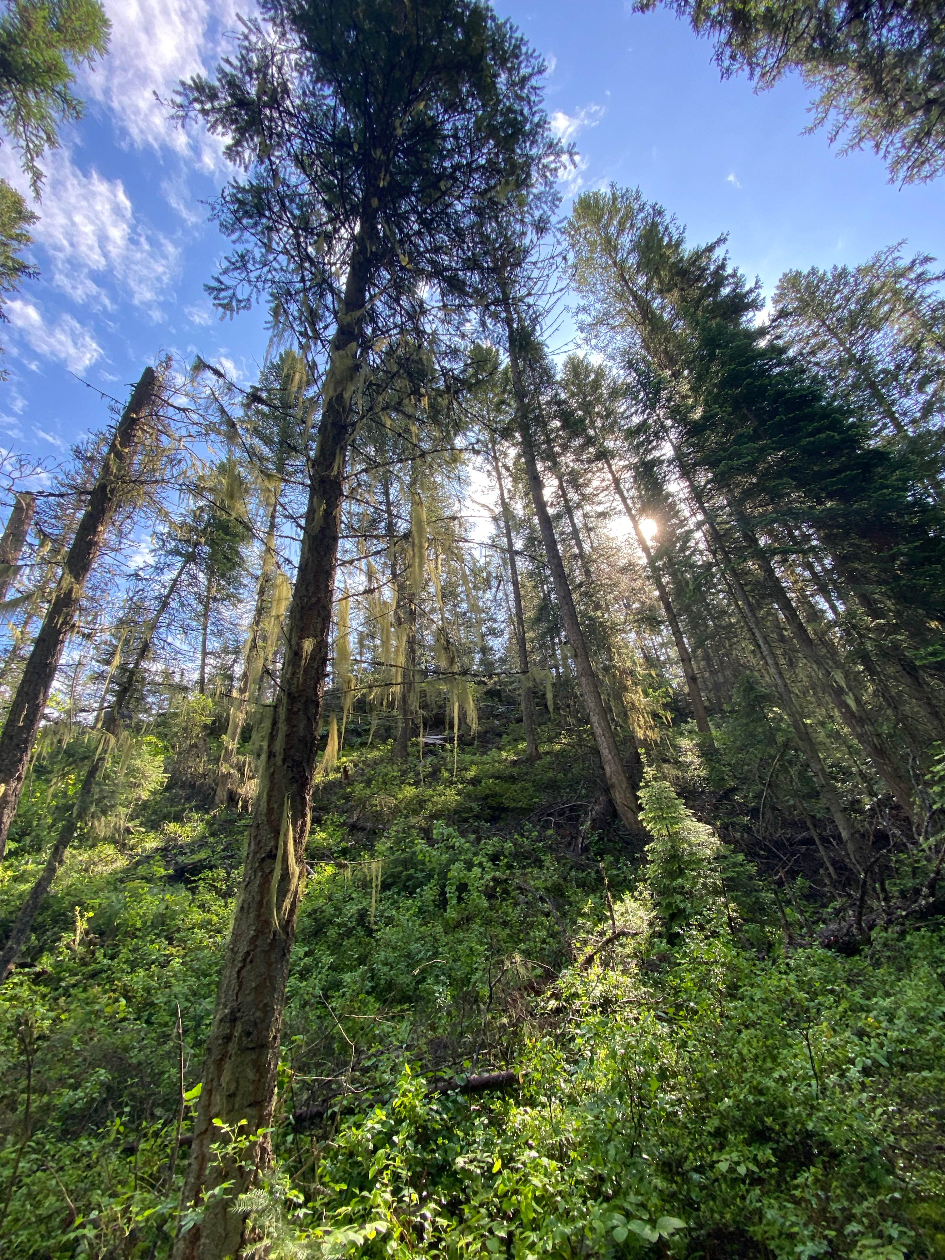 Camper-submitted photo at Stillwater Lake near Fortine, MT