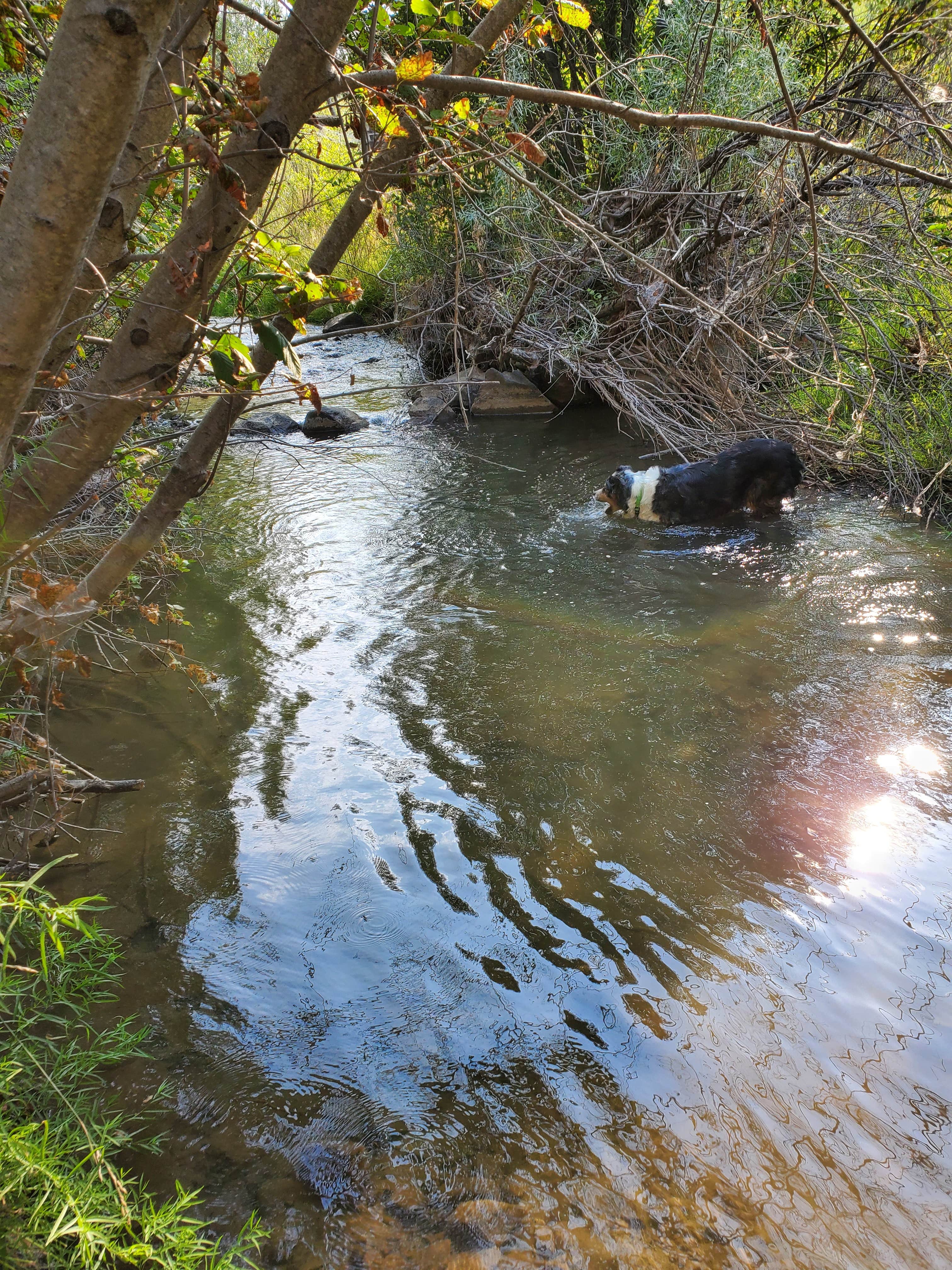 Random K.'s photo of camping with pets at Painted Hills Dispersed near Central Oregon
