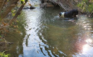Random K.'s photo of camping with pets at Painted Hills Dispersed near Central Oregon