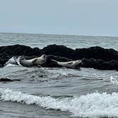 Review photo of Carpinteria State Beach by Leah L., June 18, 2022