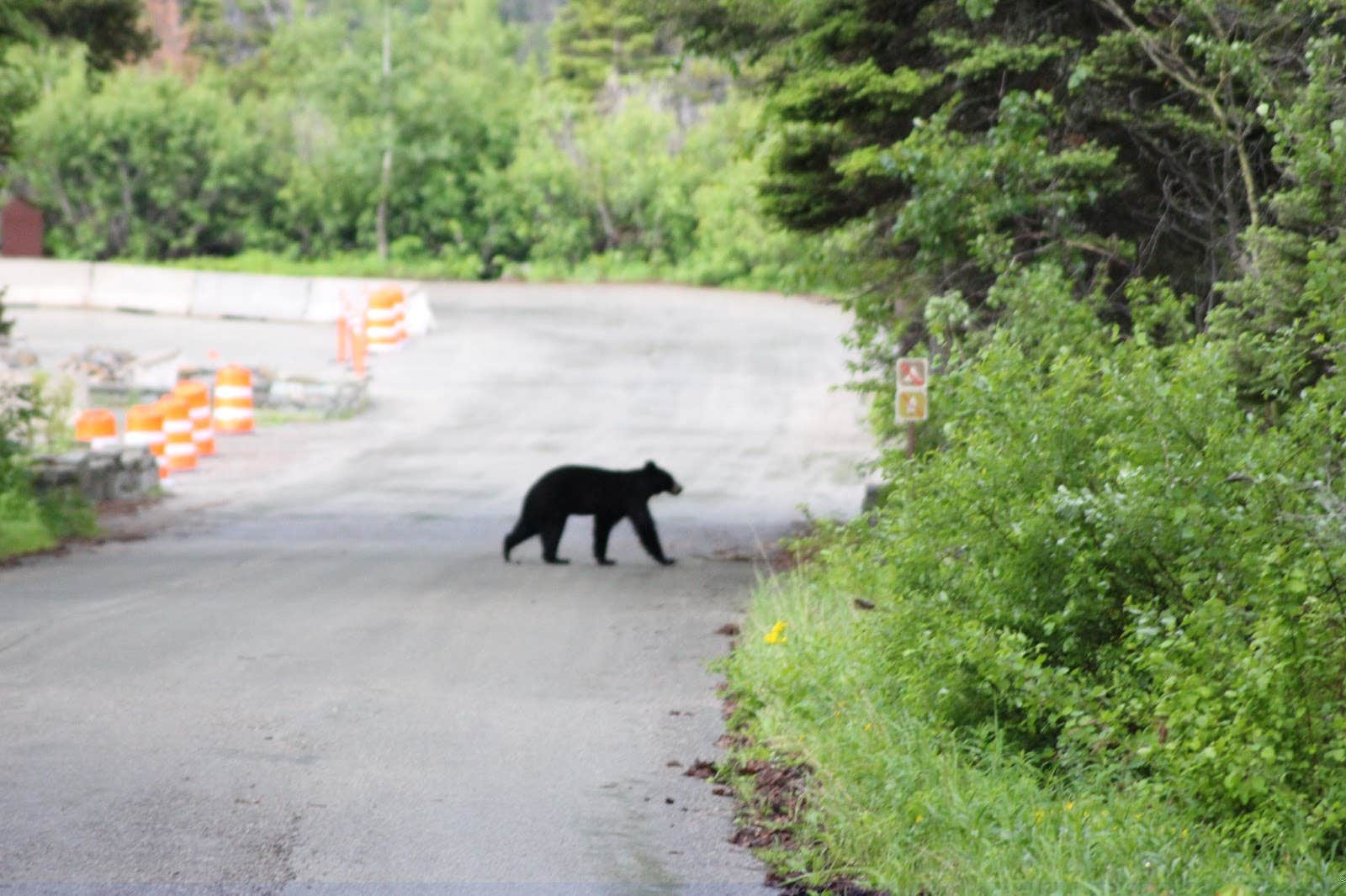 Camper submitted image from St Mary Campground - Glacier National Park — Glacier National Park - 4