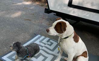 Tiffany S.'s photo of camping with pets at River Campground, LLC near Toccoa, GA