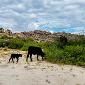 Review photo of Happy Camp Trail by Morgan T., June 19, 2022