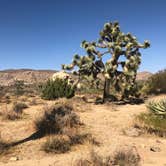 Review photo of Jumbo Rocks Campground — Joshua Tree National Park by Paige H., June 19, 2022