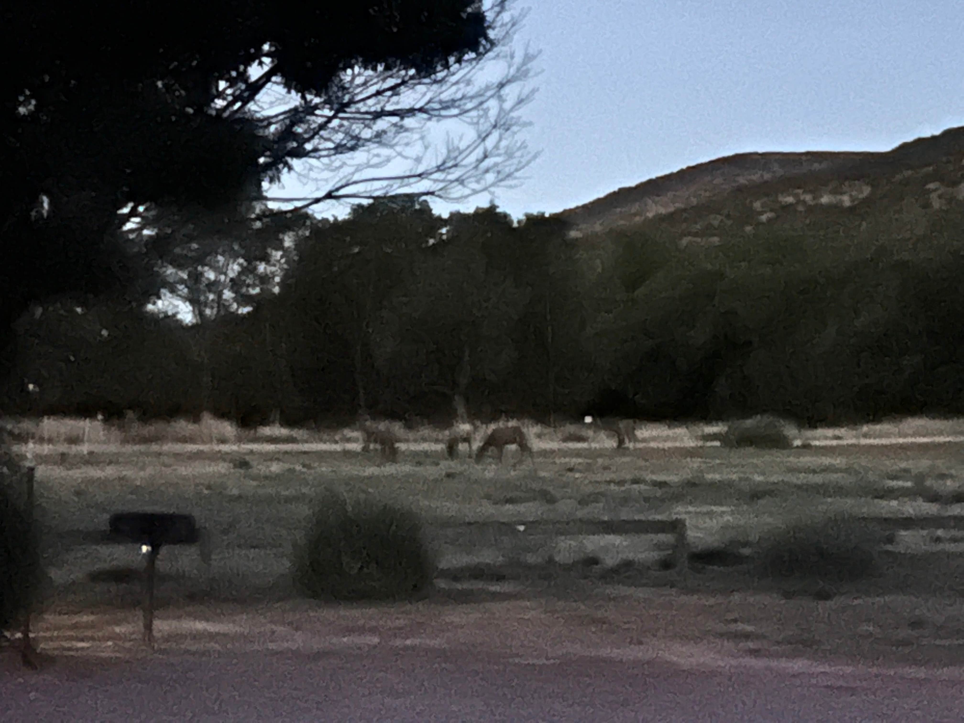 Camper-submitted photo at Moonflower Meadows RV Resort near Ruidoso, NM