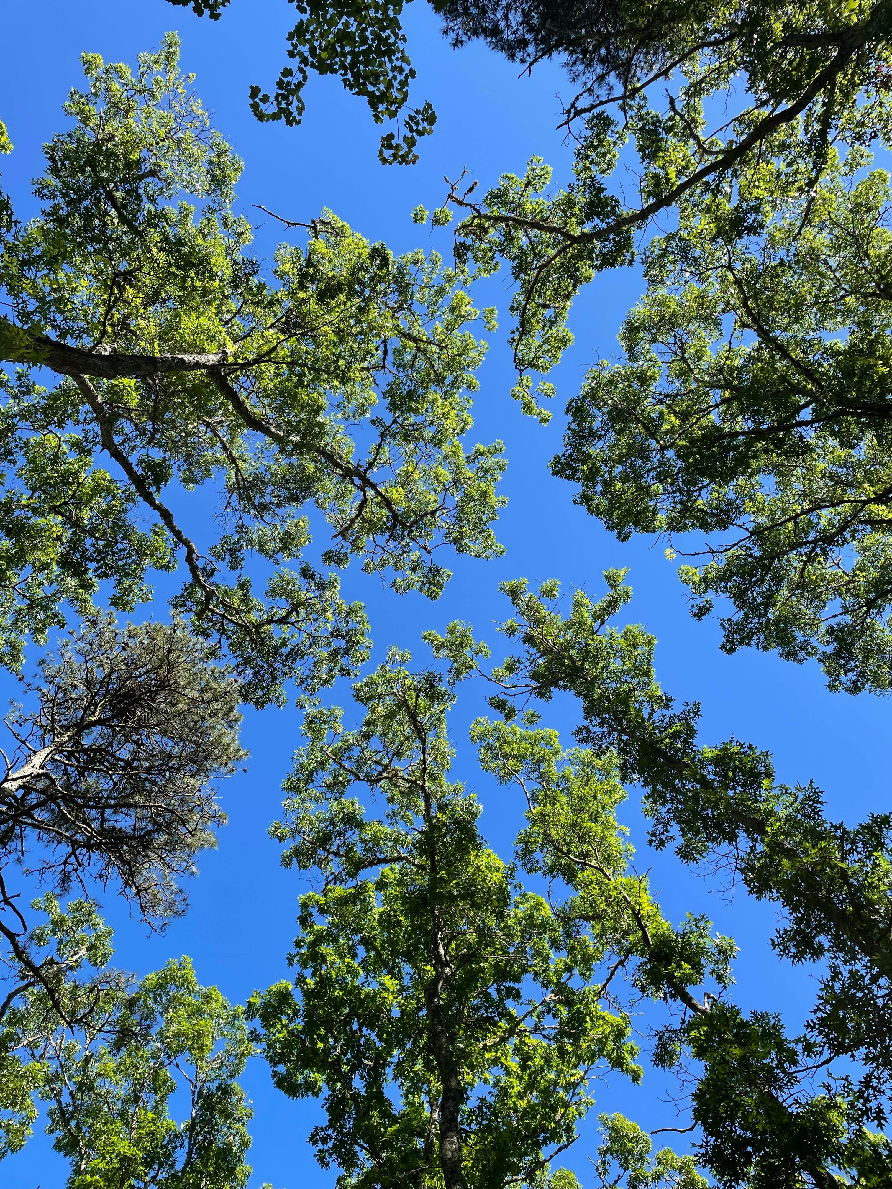 Camper-submitted photo at Sweetwater Forest near Orleans, MA