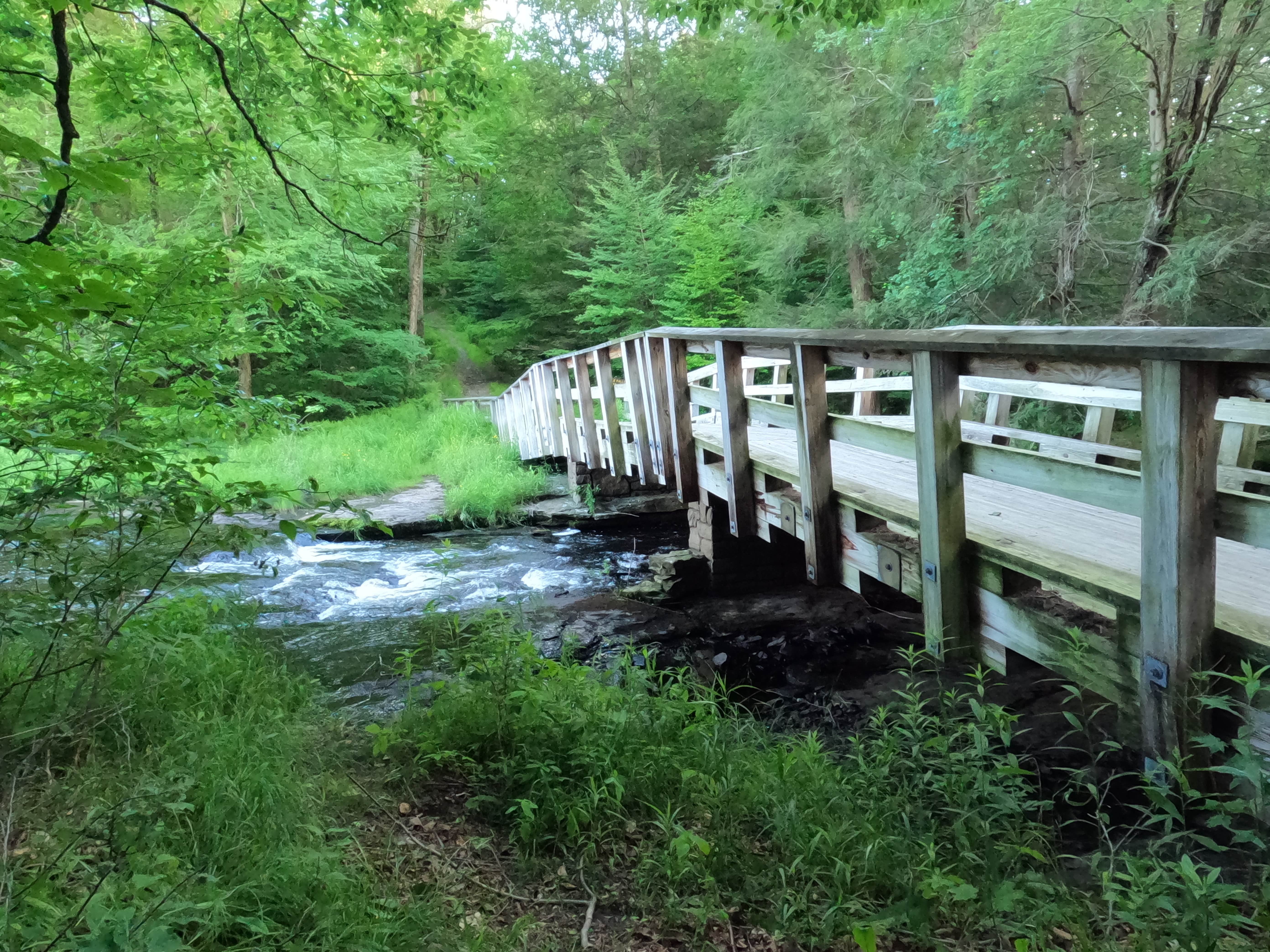 Camper submitted image from Lower Lake Campground Rhododendron Area — Promised Land State Park - 5