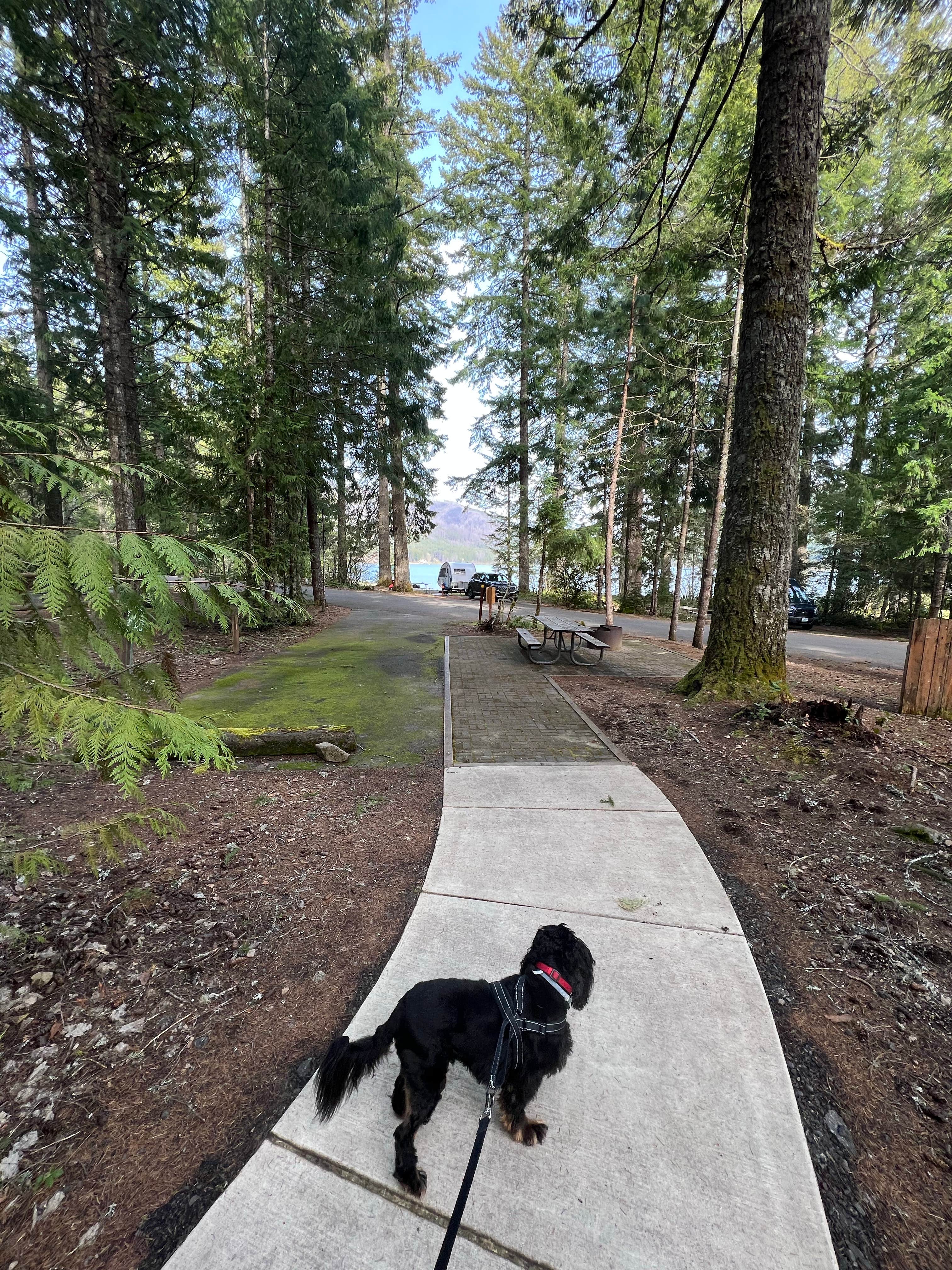 Alice V.'s photo of camping with pets at Detroit Lake State Recreation Area Campground near Sublimity, OR