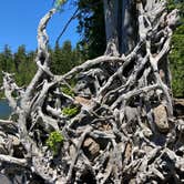 Review photo of Camano Island State Park Campground by K. K., June 19, 2022