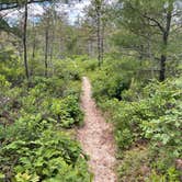 Review photo of Fearing Pond Campground — Myles Standish State Forest by Tori H., June 19, 2022