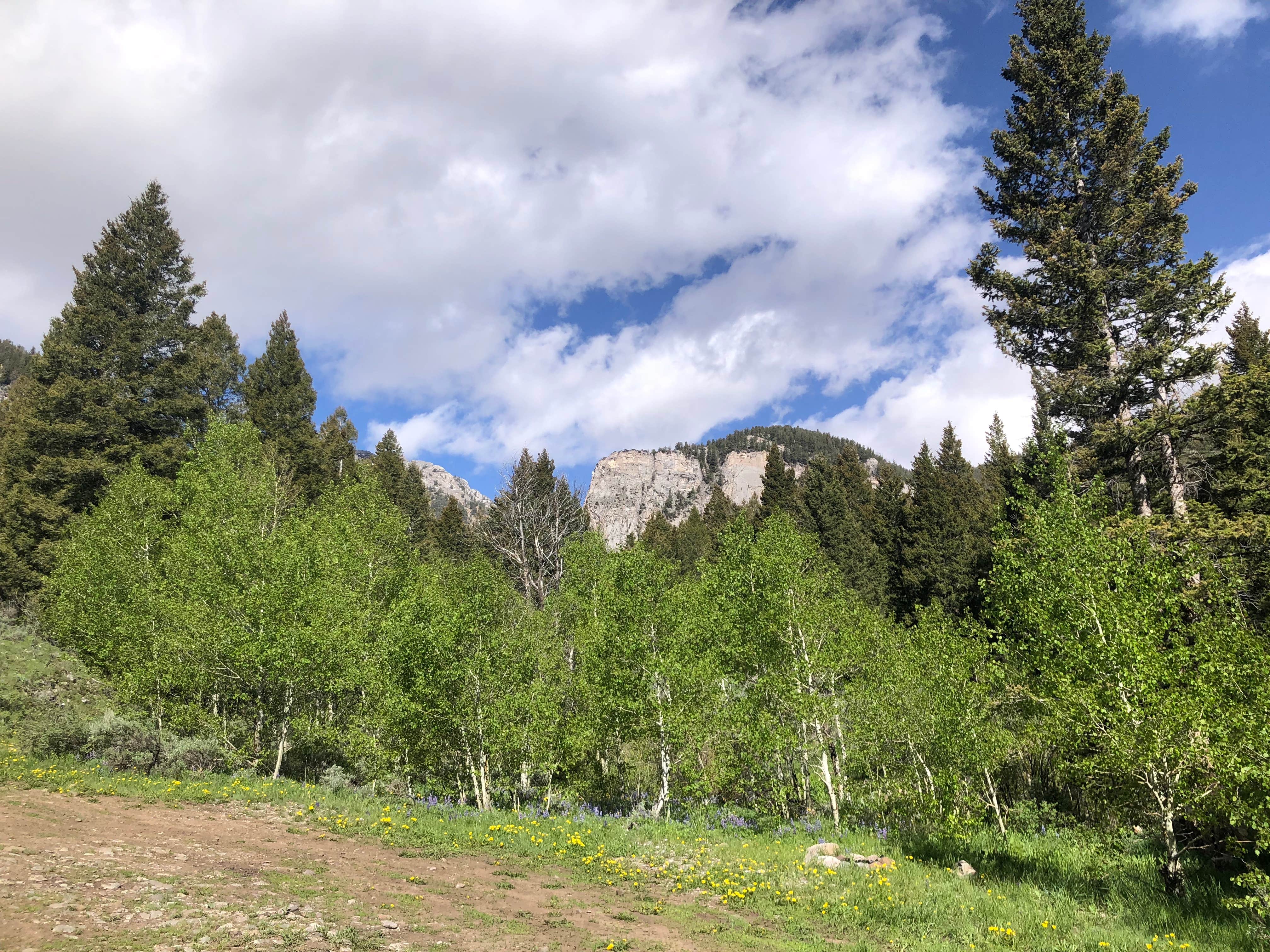 Camper-submitted photo at Bear Creek Dispersed Campground near Howe, ID