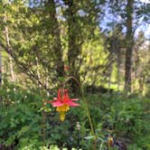 Review photo of Bear Creek Dispersed Campground by Nikki A., June 19, 2022