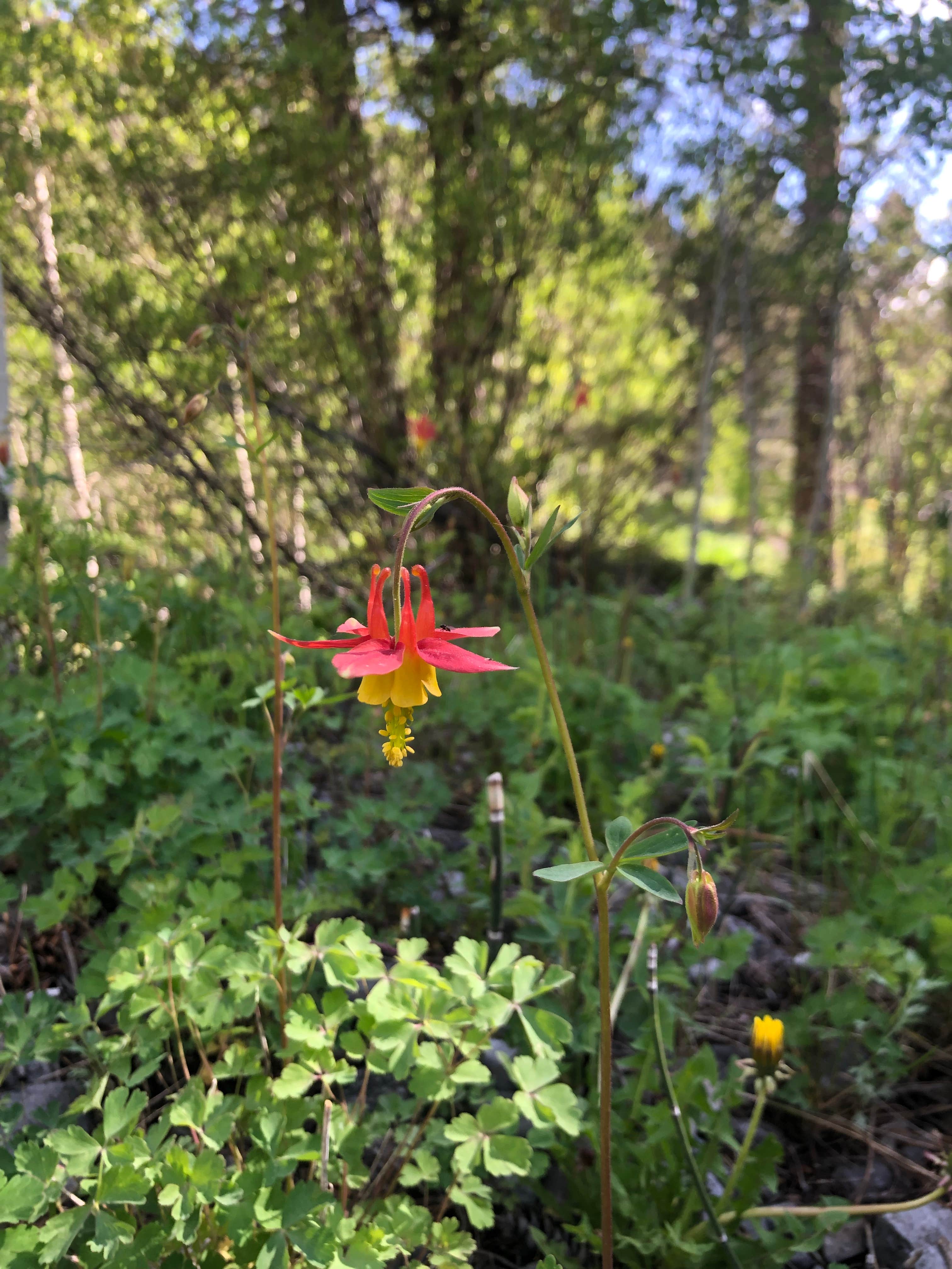 Camper submitted image from Bear Creek Dispersed Campground - 5