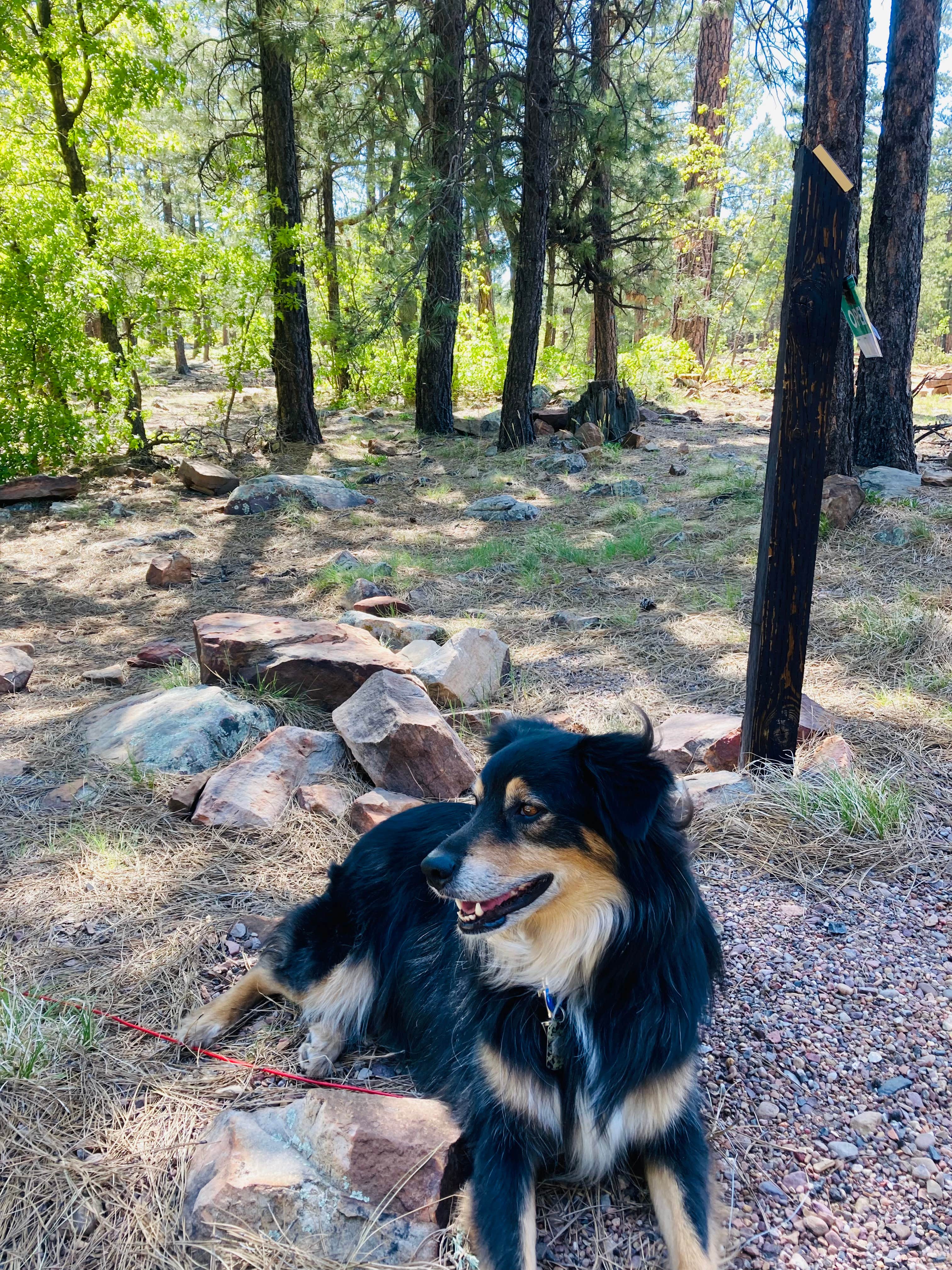 Jordan H.'s photo of camping with pets at Rim Campground near Heber-Overgaard, AZ