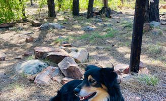 Jordan H.'s photo of camping with pets at Rim Campground near Forest Lakes, AZ