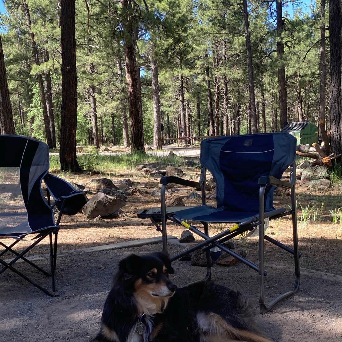 Dogtown Lake Campground And Group Camping The Dyrt